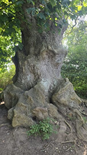 Baum